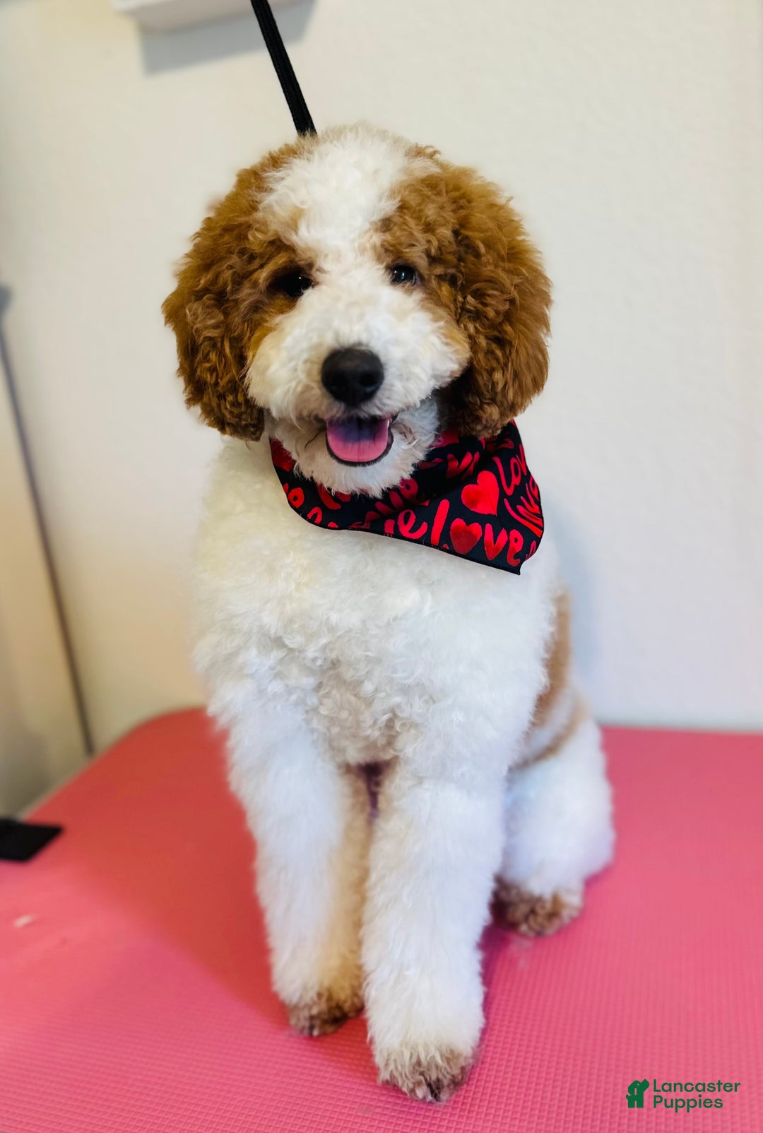 Mini Goldendoodle dogs for sale: Vanilla Bean - Image 7