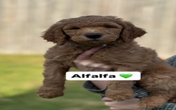 Goldendoodle dogs for sale: Goldendoodle 4 puppies - Image 1
