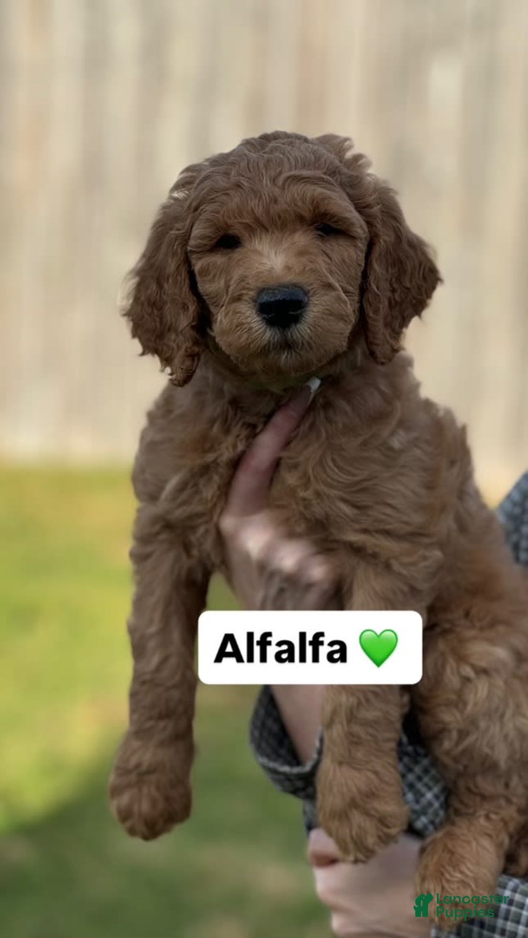 Goldendoodle dogs for sale: Goldendoodle 4 puppies - Image 1