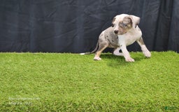 Catahoula Leopard Dog dogs for sale: Diamond 2025 F1 - Image 4
