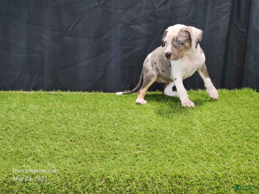Catahoula Leopard Dog dogs for sale: Diamond 2025 F1 - Image 4