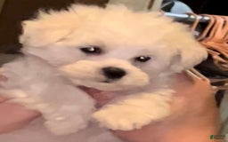 Maltese dogs for sale: Tutie - Image 13