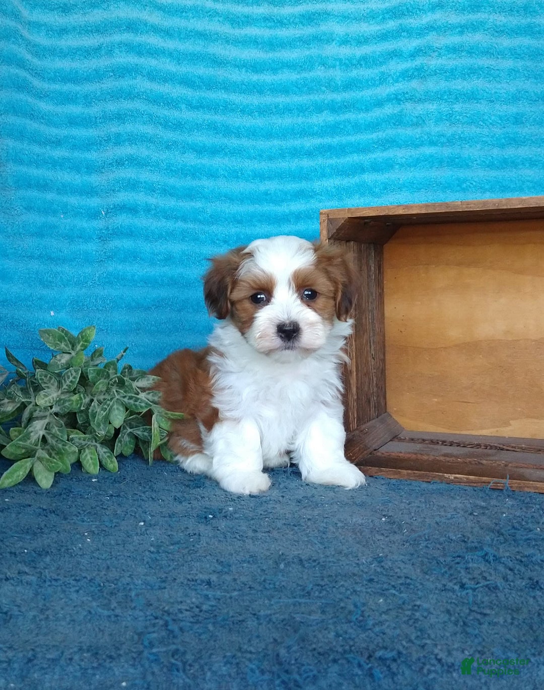 Havanese dogs for sale: Chase - Image 7