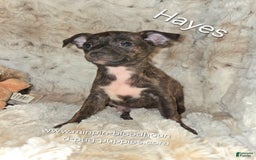 Miniature Pinscher dogs for sale: Hayes - Image 2