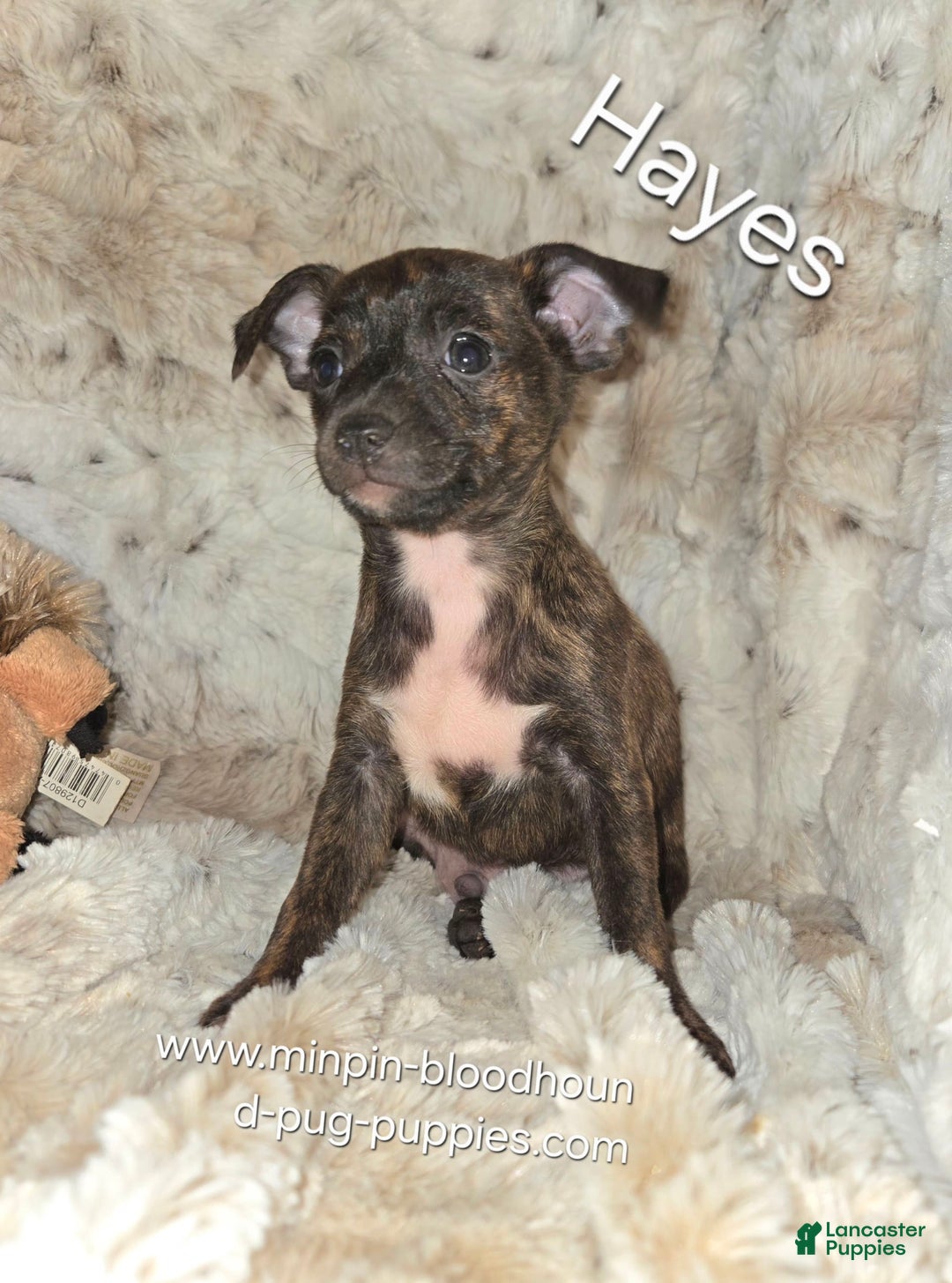 Miniature Pinscher dogs for sale: Hayes - Image 2