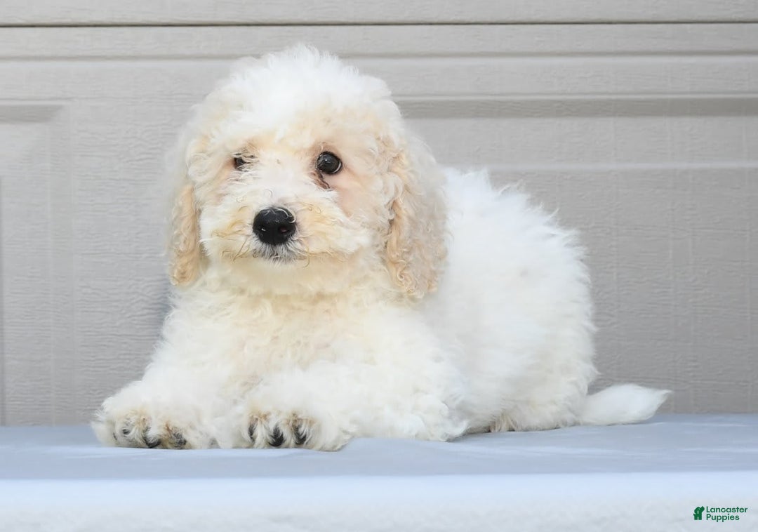 Maltipoo dogs for sale: Riley - Image 9