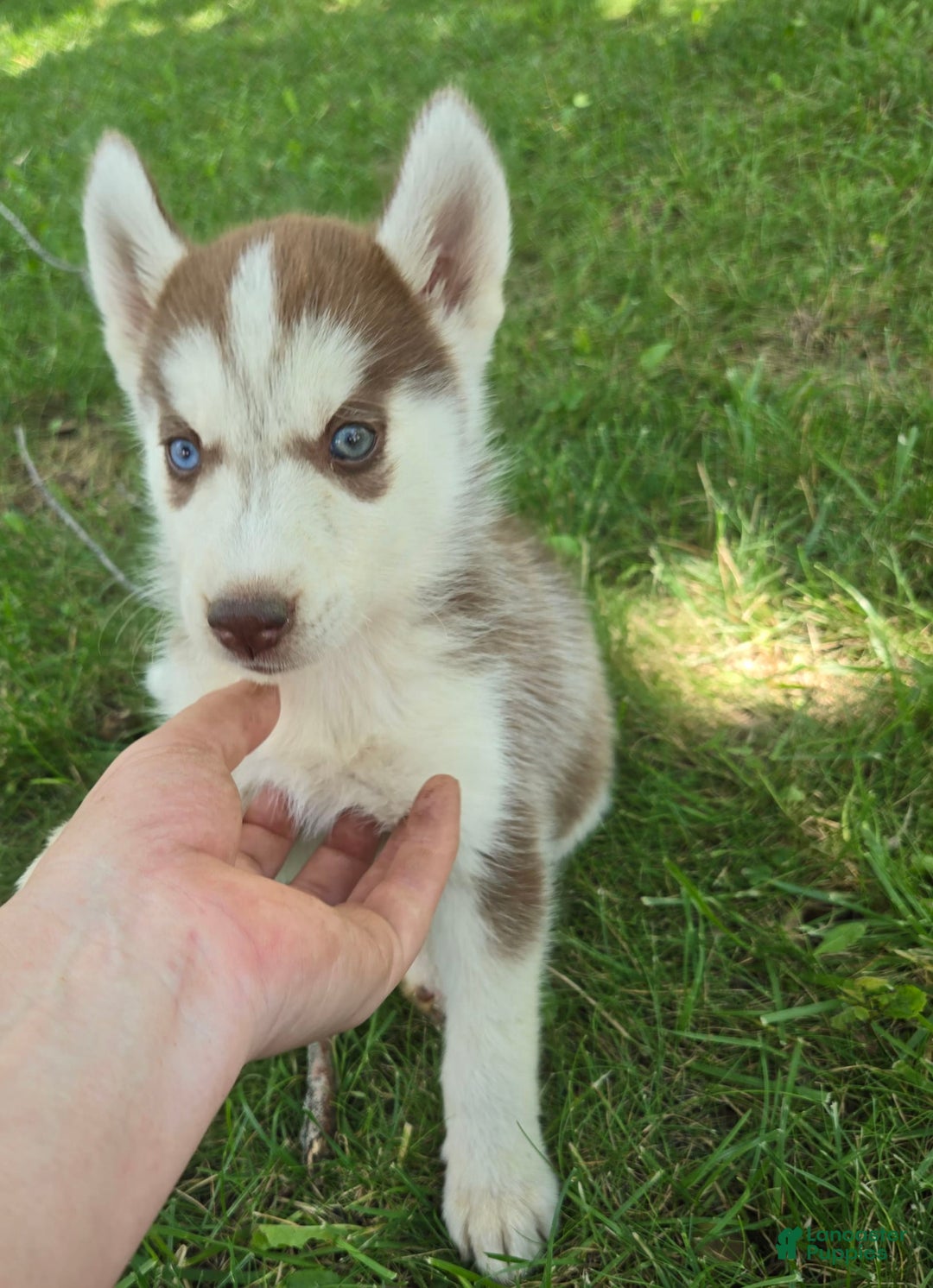 Siberian Husky dogs for sale: Hazel - Image 6