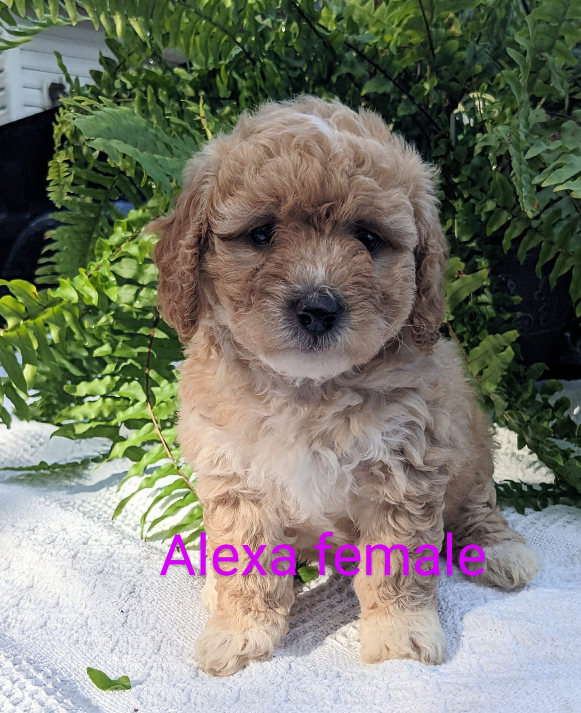 Mini Goldendoodle dogs for sale: Alexa - Image 3