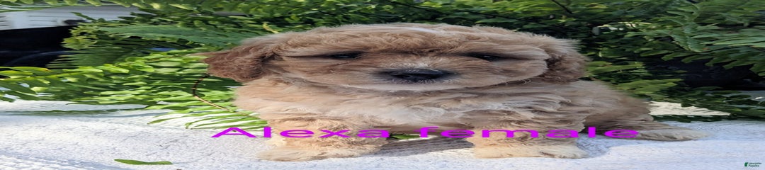 Alexa