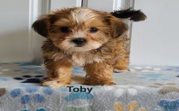 Shorkie dogs for sale: Toby - Image 5