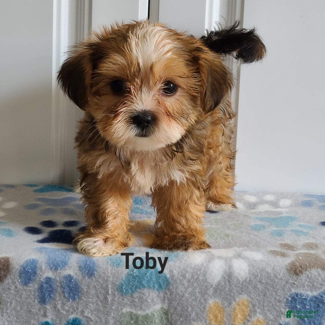 Shorkie dogs for sale: Toby - Image 5