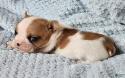 French Bulldog dogs for sale: Meatball - Image 2