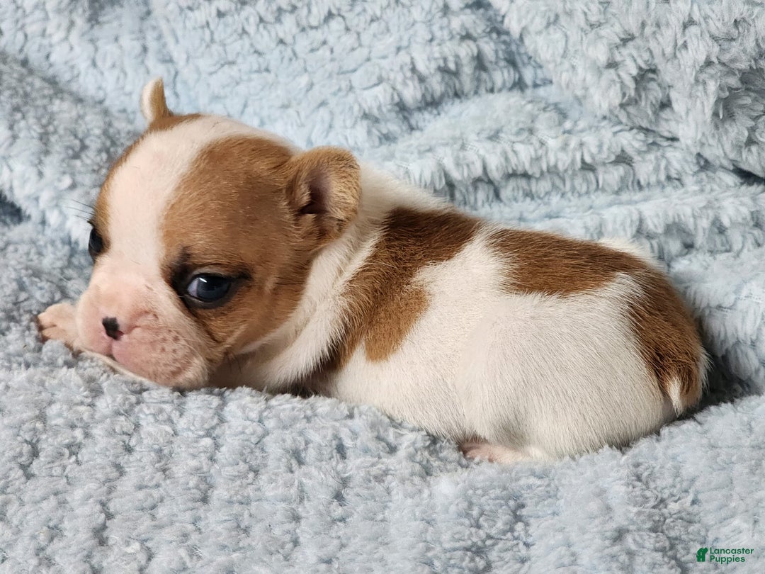 French Bulldog dogs for sale: Meatball - Image 2