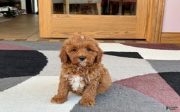 Cavapoo dogs for sale: Henry - Image 1