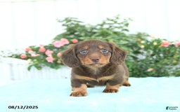 Miniature Dachshund dogs for sale: Nala - Image 3