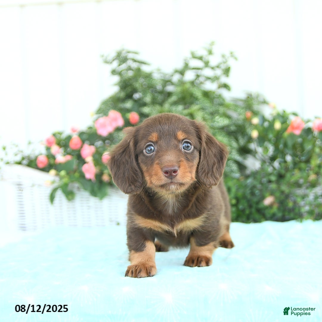 Miniature Dachshund dogs for sale: Nala - Image 3