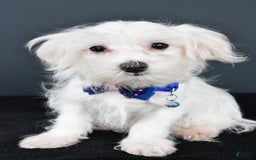 Maltese dogs for sale: Bo - Image 6