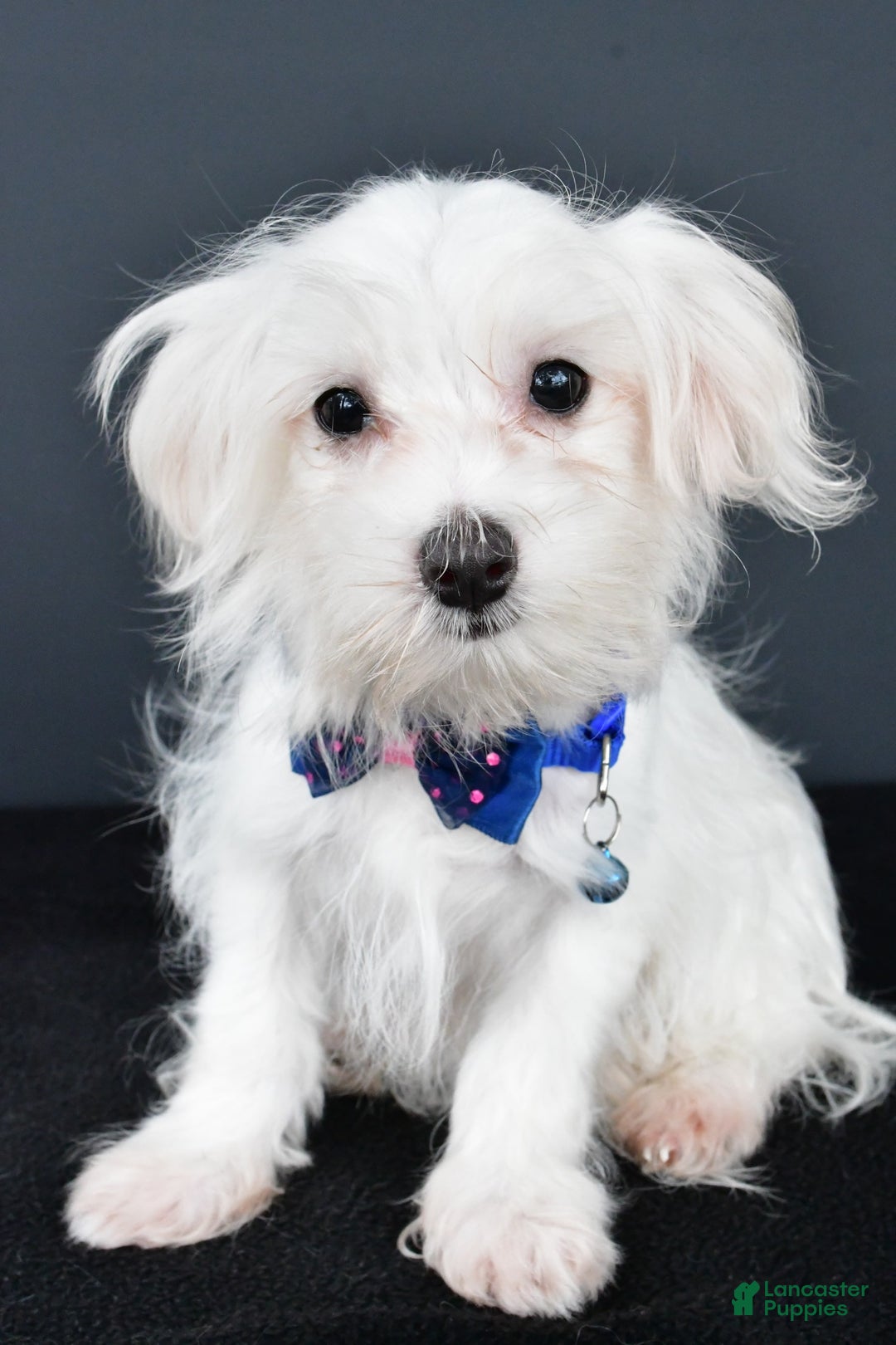 Maltese dogs for sale: Bo - Image 6