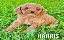 Cavapoo dogs for sale: Cavapoo 3 puppies - Image 1