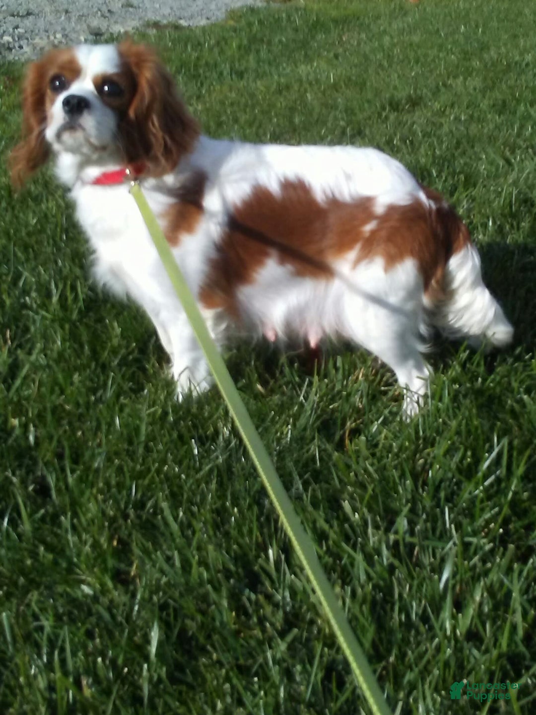 Cavapoo dogs for sale: Prince - Image 4