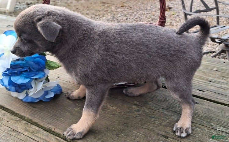Pomchi dogs for sale - Ad 1