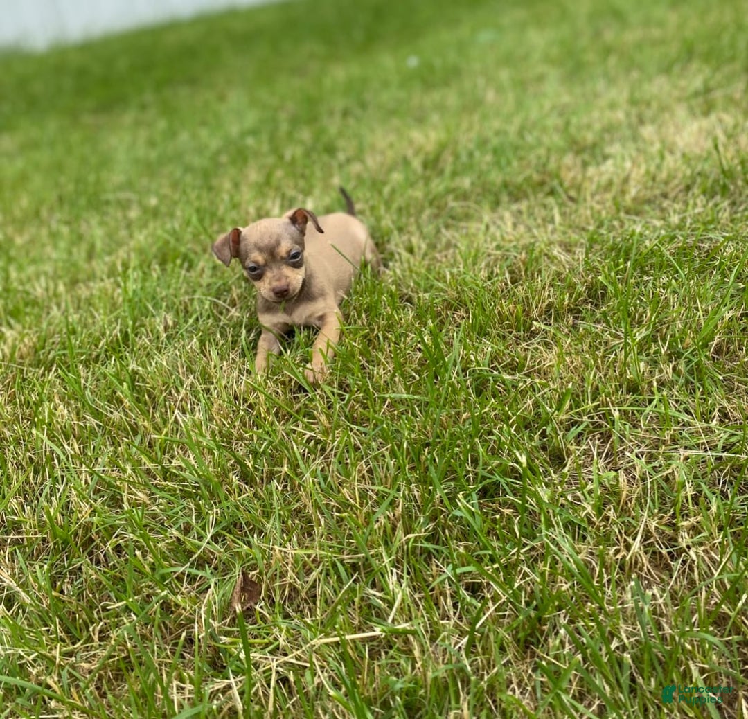 Chihuahua dogs for sale: Peanut - Image 3