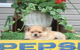Pomeranian dogs for sale: Carson - Image 1