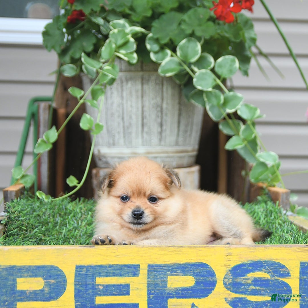 Pomeranian dogs for sale: Carson - Image 1
