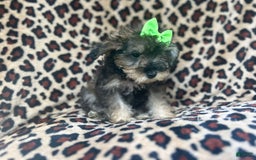 Miniature Schnauzer dogs for sale: Angel - Image 4