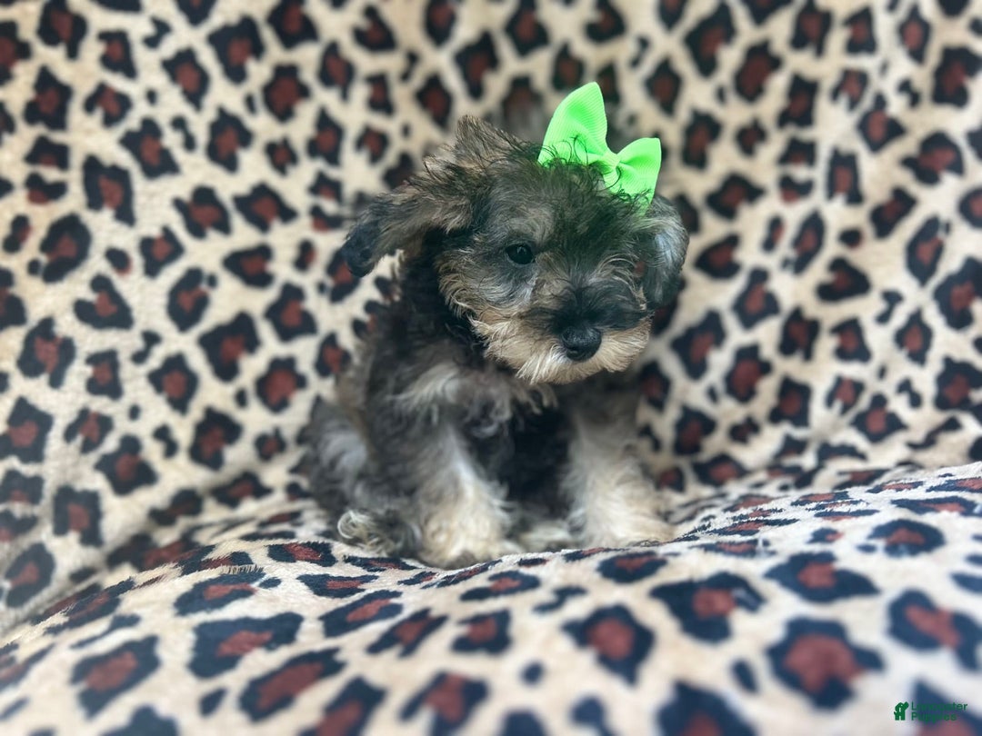 Miniature Schnauzer dogs for sale: Angel - Image 4