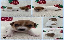 Jack Russell Terrier dogs for sale: Bingo - Image 1