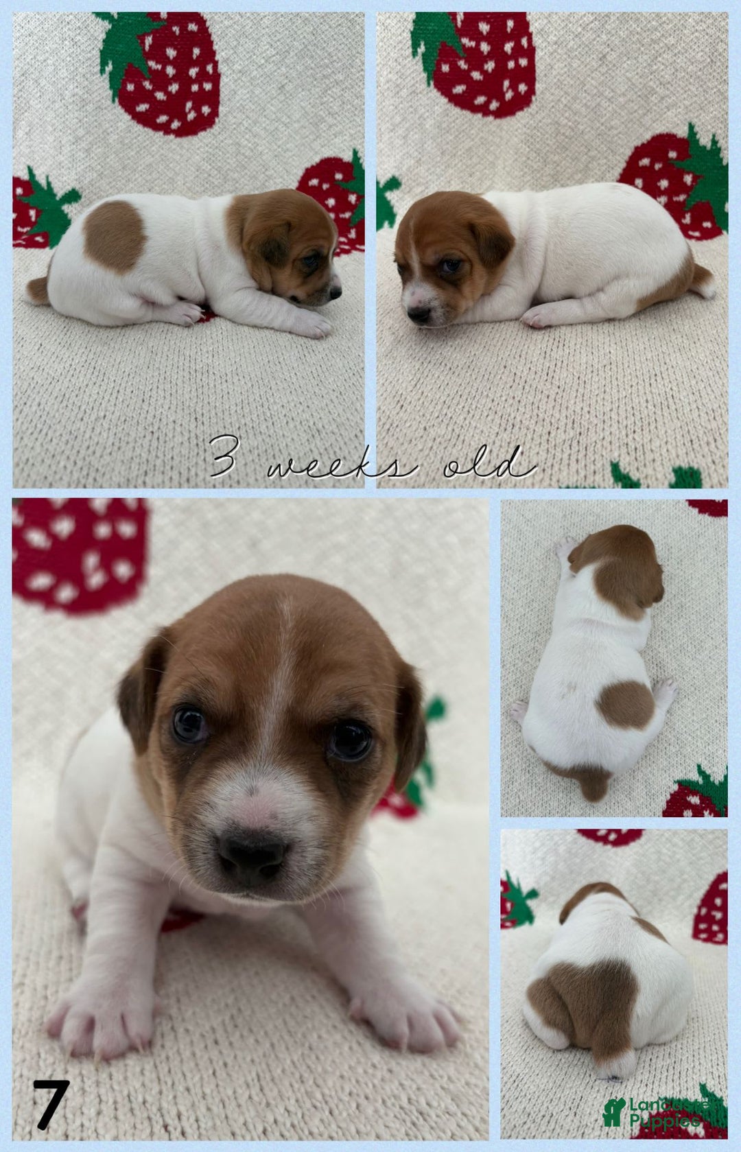 Jack Russell Terrier dogs for sale: Bingo - Image 1