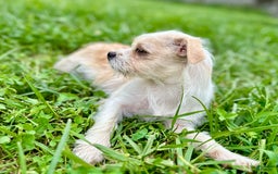 Yorkshire Terrier dogs for sale: Thelma - Image 6