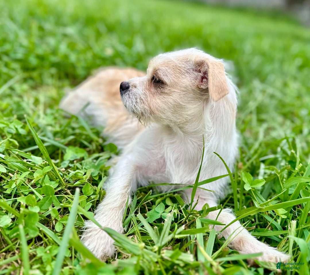 Yorkshire Terrier dogs for sale: Thelma - Image 6