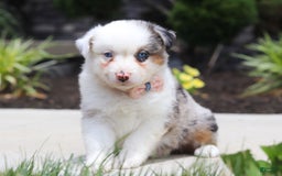 Australian Shepherd dogs for sale: Zella - Image 1