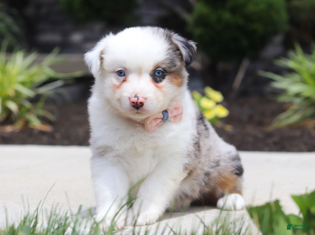 Australian Shepherd dogs for sale: Zella - Image 1