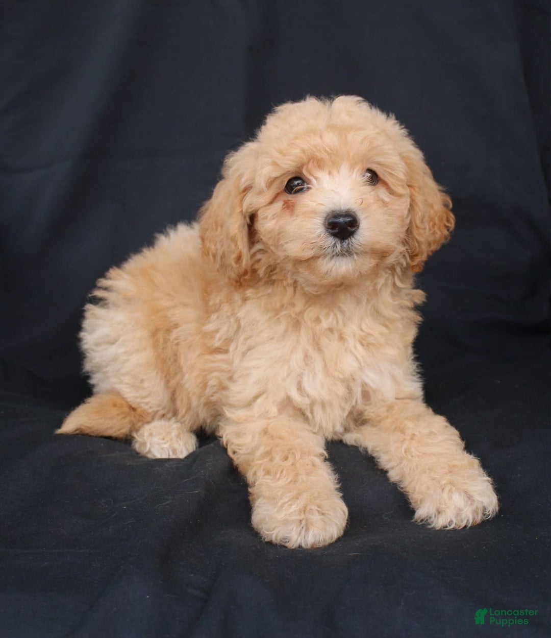 Bichpoo dogs for sale: Buster - Image 7