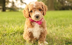 Mini Goldendoodle dogs for sale: Lily - Image 10