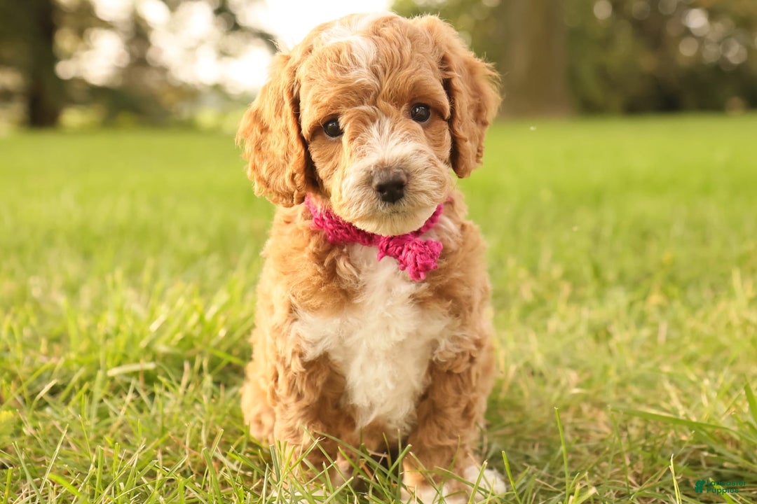 Mini Goldendoodle dogs for sale: Lily - Image 10