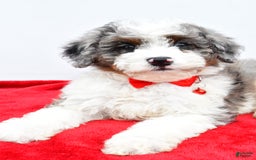 Mini Aussiedoodle dogs for sale: Logan - Image 3