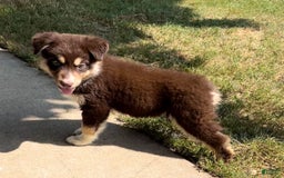Alaskan Malamute dogs for sale: Talli - Image 1