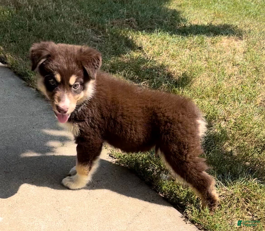 Alaskan Malamute dogs for sale: Talli - Image 1