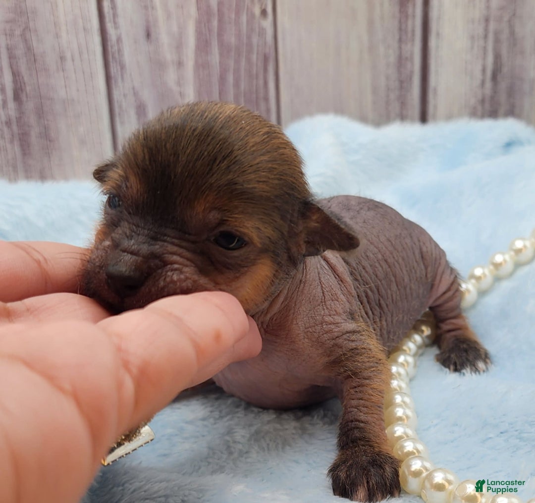 Chinese Crested dogs for sale: Sylvia - Image 2