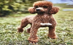 Cavapoo dogs for sale: Ian - Image 14
