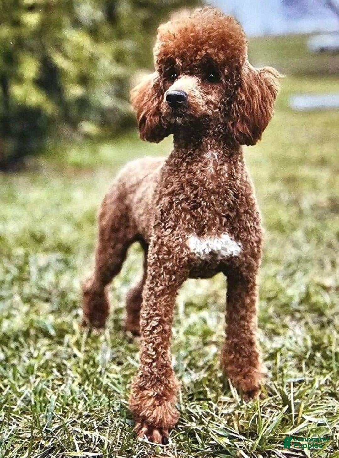Cavapoo dogs for sale: Ian - Image 14