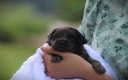 Cockapoo dogs for sale: Yukon - Image 8