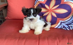 Miniature Schnauzer dogs for sale: Fancy Male 2 Akc Liver Parti - Image 10