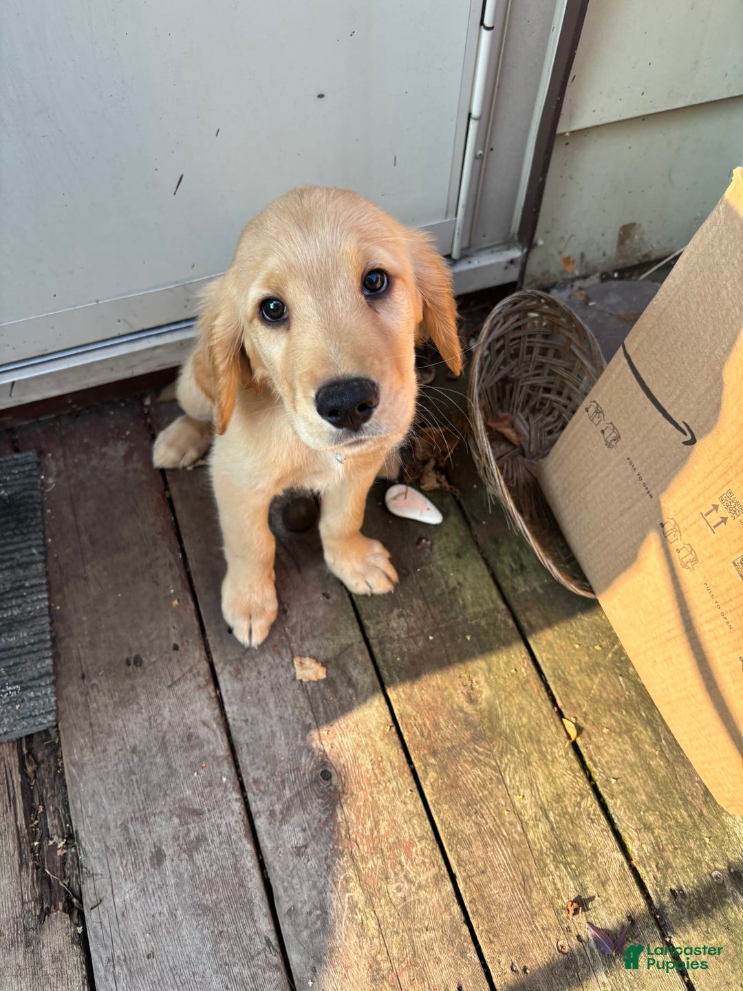 Goldendoodle dogs for sale: Josh - Image 1