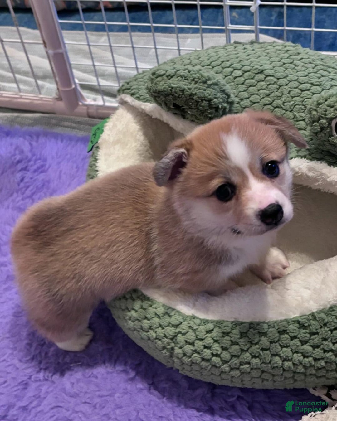 Welsh Corgi Pembroke dogs for sale: Mika - Image 1