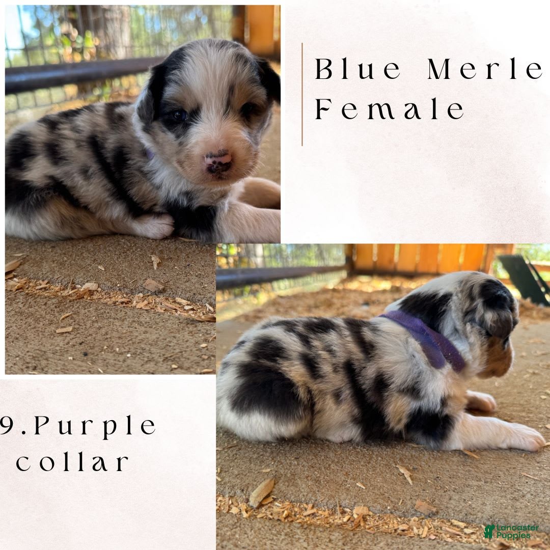 Australian Shepherd dogs for sale: Purple Collar - Image 1
